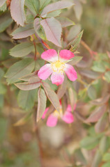 Flowers of rosa glauca with foliage