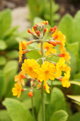 Primula bullesiana yellow flowers with green