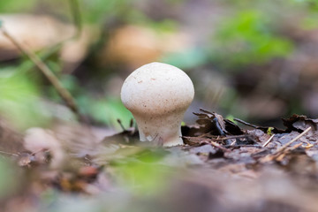 White edible mushroom raincoat