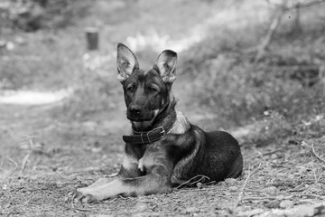 The dog of the sheep-dog lies on the ground