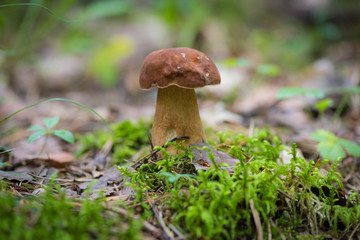 Edible mushroom boletus growing from the ground in the background of the forest