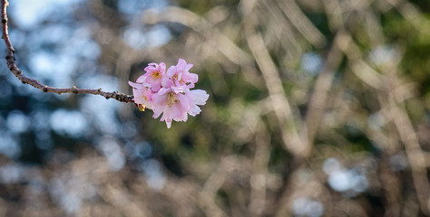 Sakura blossom at spring time