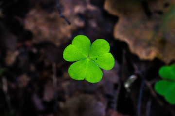 Growing clover leaves on the background of the earth
