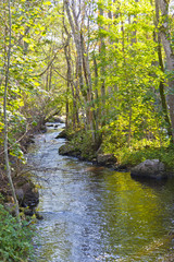 Obraz premium Rriver in the forest landscape