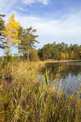 Fototapeta premium Reed at the water edge