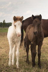 Obraz premium Kleine Freundschaft