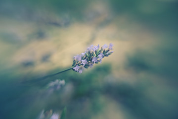 lavender, vintage style, soft tones, macro, blurred