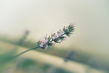 lavender, vintage style, soft tones, macro, blurred
