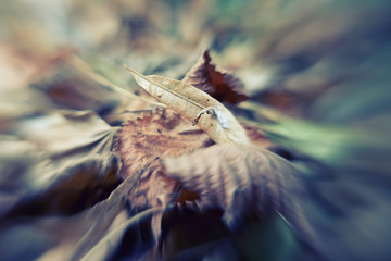 dry natural autumn leaves, vintage, macro, blurred