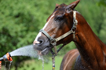 refreshing, chestnut horse drinking from a water sprinkler