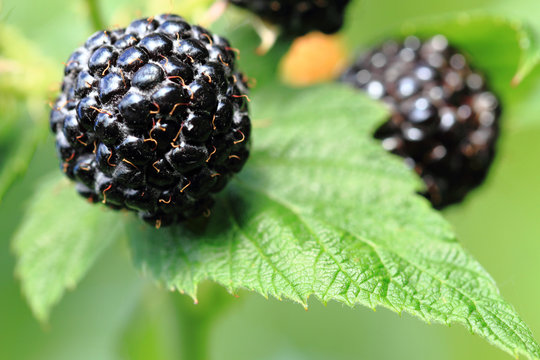 Blackberries Plant Background With Fruits