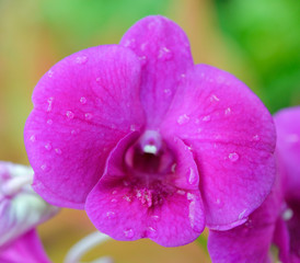 pink orchids at botanical garden