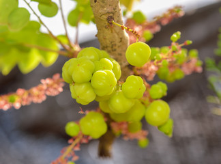star gooseberry or Phyllanthus acidus on tree