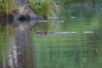 Wild european beaver in the beautiful nature habitat in Czech Republic, castor fiber, animal who loves water. 