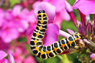 Caterpillar