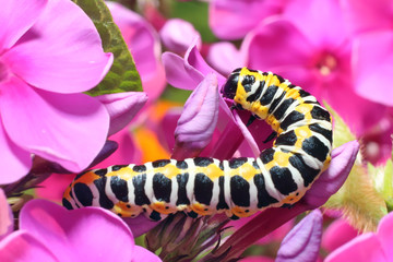 Caterpillar