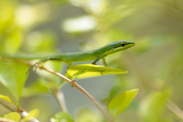 サキシマカナヘビ