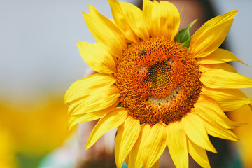Naklejka premium Yellow sunflower with smiley face in the field