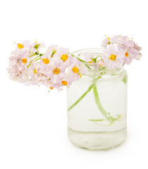 Potato flowers