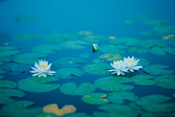 Foto op Canvas Waterlelie bloem Shiga Kogen © Sutorius