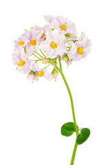 Potato flowers