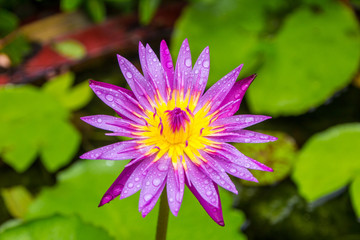 close up lotus flower.flower picture of beautiful purple lotus on the pond with yellow pollen or close up colorful water lily with scientist named Nymphaeaceae (hybrid) isolated on black background