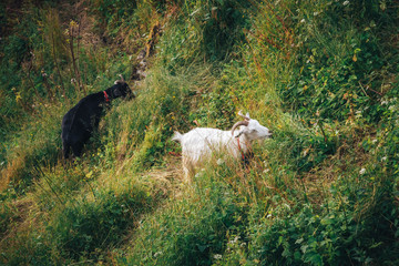 a mountain goats looks at the landscape