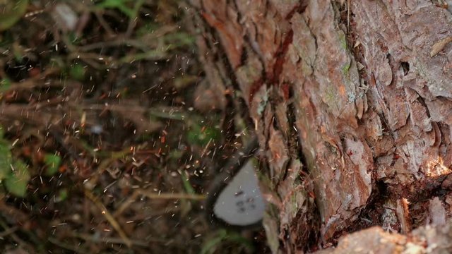 SLO MO Chainsaw cutting into a tree trunk