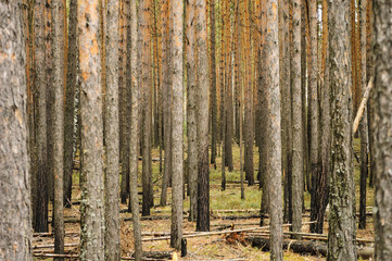 сосновый лес