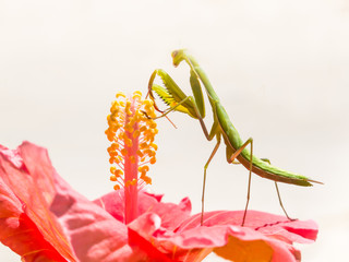 Praying mantis standing on a hibiscus flower