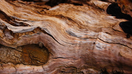 Texturas de madera