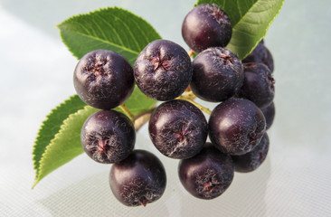 Aronia
