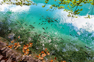 Fototapeta na wymiar Plitvice Lakes National Park, Dalmatia, Croatia
