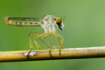 Image of an robber fly(Asilidae) on a branch on the natural background. Insect Animal