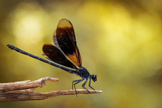 Image of Euphaea Masoni Dragonfly on dry branches on nature background. Insect Animal