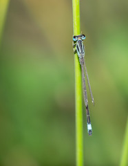 Dragonfly in natural environment (ischnura graellsii)