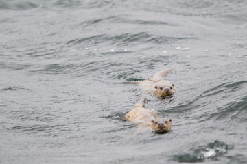 lontra di fiume nel mare alle isole Shetland