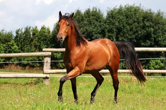 braunes western pferd bewegt sich auf der koppel