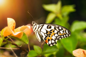 Beaitiful butterfly on bougainvillea flowers under sunlight