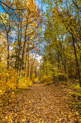 Path in the forest, autumn landscape, Poland