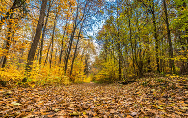 Fototapeta premium Fallen leaves on path in the forest, autumn landscape, nature trail in Poland