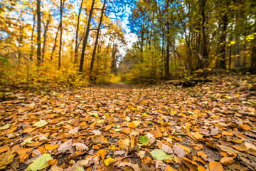 Pathway with fallen leaves in golden autumn forest, fall landscape