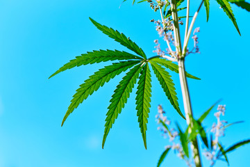 Young cannabis plant marijuana plant detail