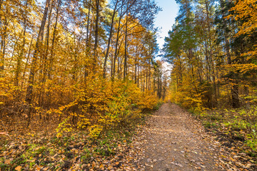 Pathway with fallen leaves in golden autumn forest, fall landscape