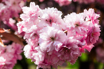 Obraz premium Poznań City, Poland