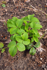 Young leaves of strawberry in the garden at spring time..