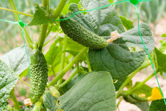 Close up view of fresh young cucumber in garden organics farm..