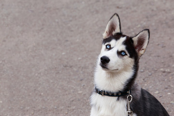 Dog puppy breed Siberian husky