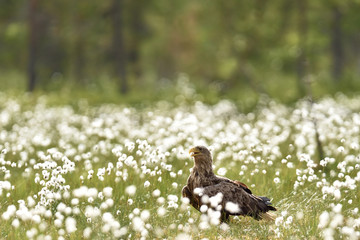 Obraz premium White-tailed eagle in the bog with blossoming cotton grass. Eagle at summer.