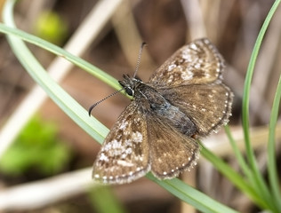 Dingy Skipper, (Erynnis tages), resting, Eifel mountains, Germany.